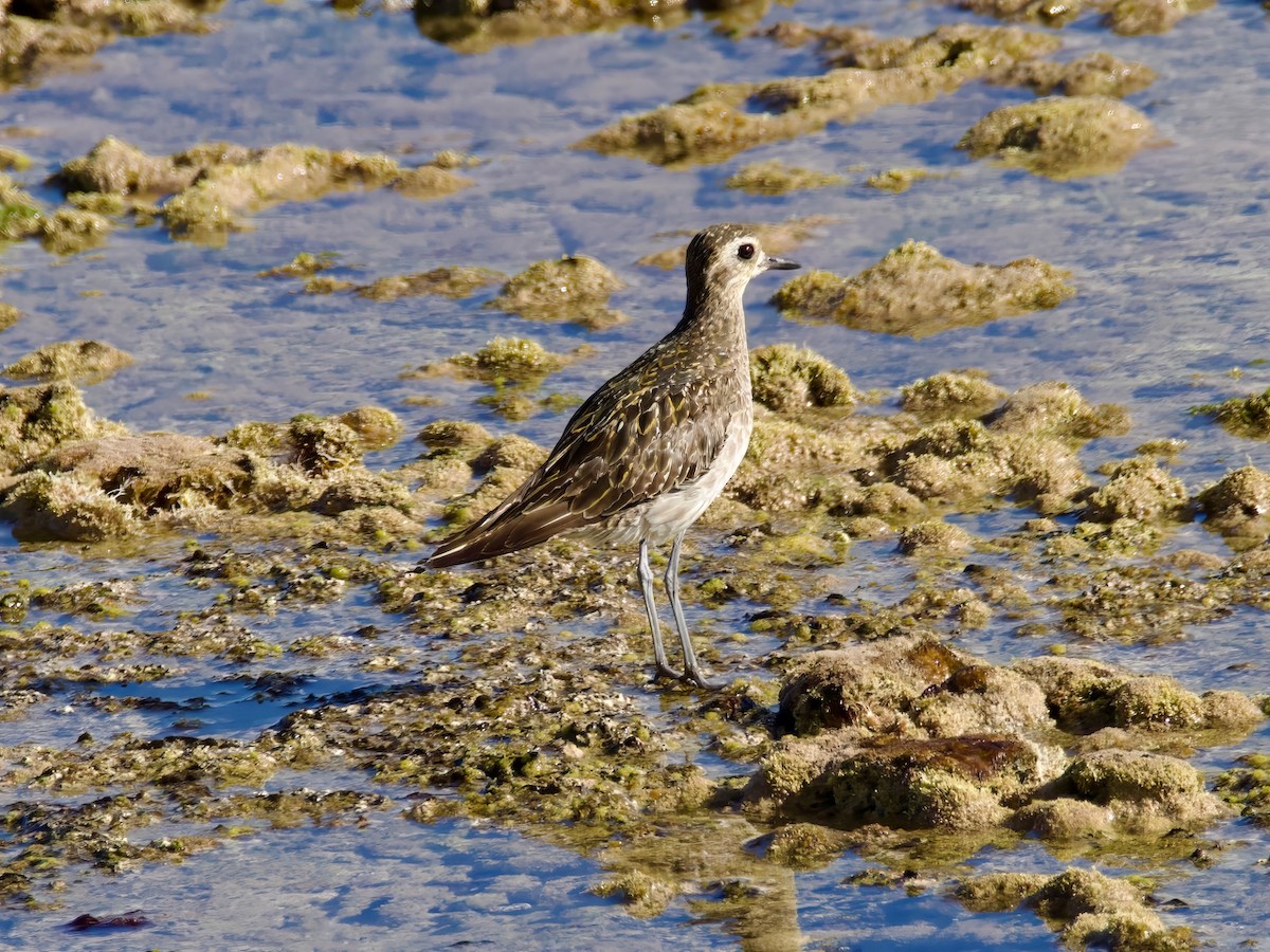 Pacific Golden-Plover - ML613592701