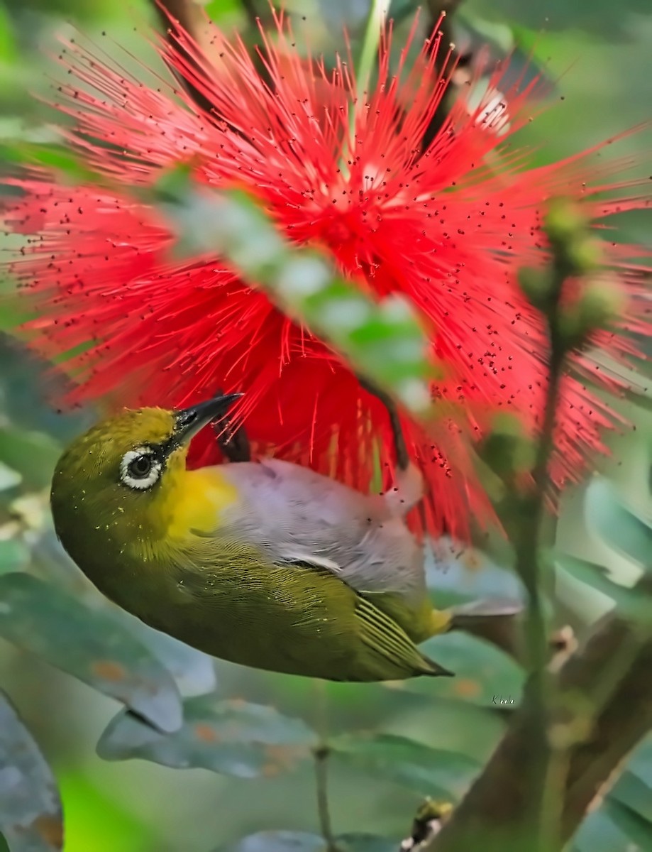 Indian White-eye - Uma Balasubramanian