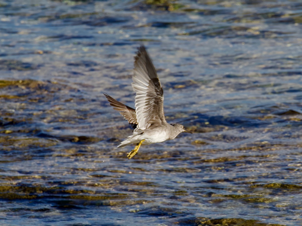 Wandering Tattler - ML613592706