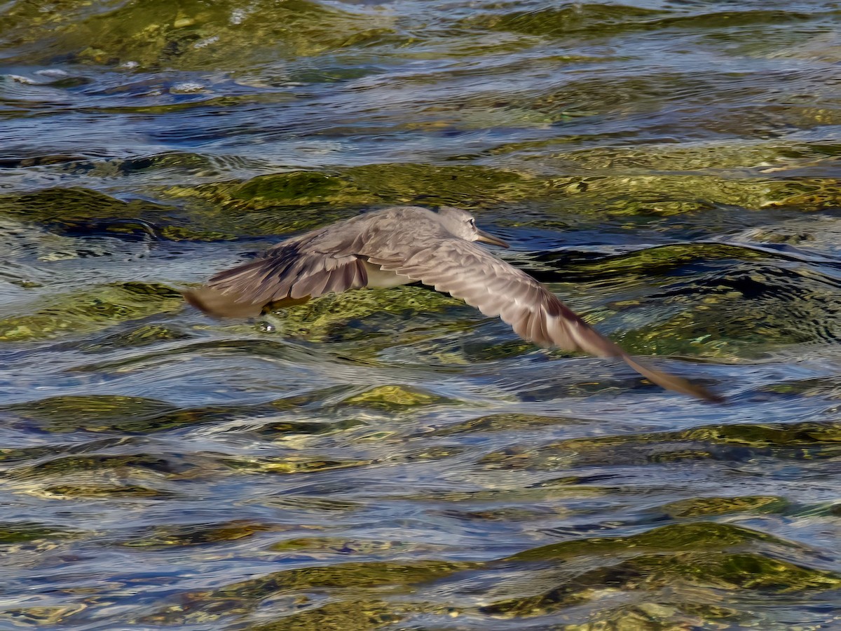 Wandering Tattler - ML613592707