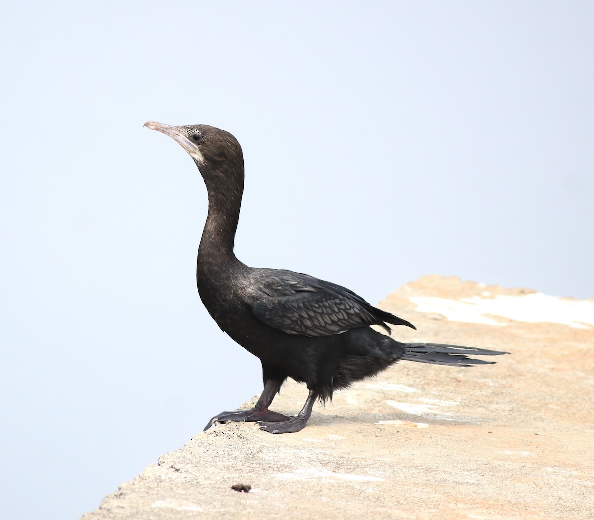 Little Cormorant - ML613592724