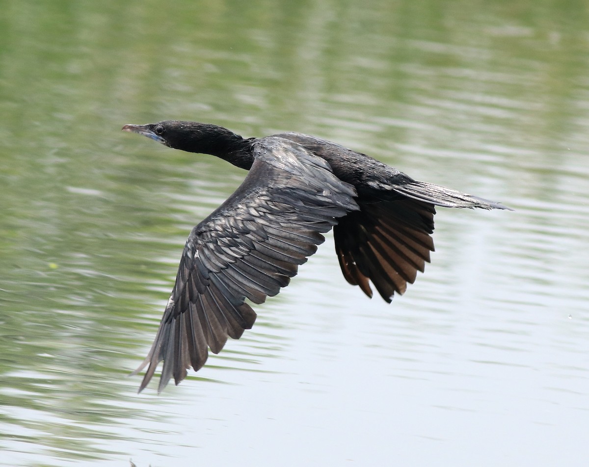 Little Cormorant - ML613592725