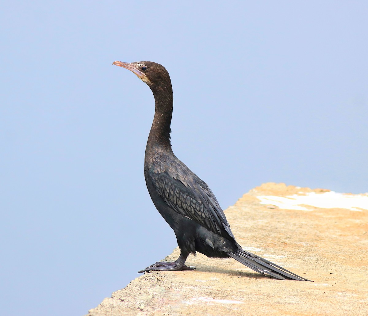 Little Cormorant - Afsar Nayakkan