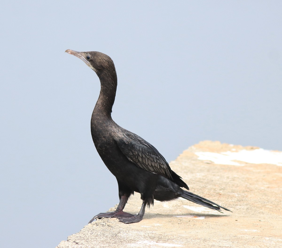 Little Cormorant - Afsar Nayakkan