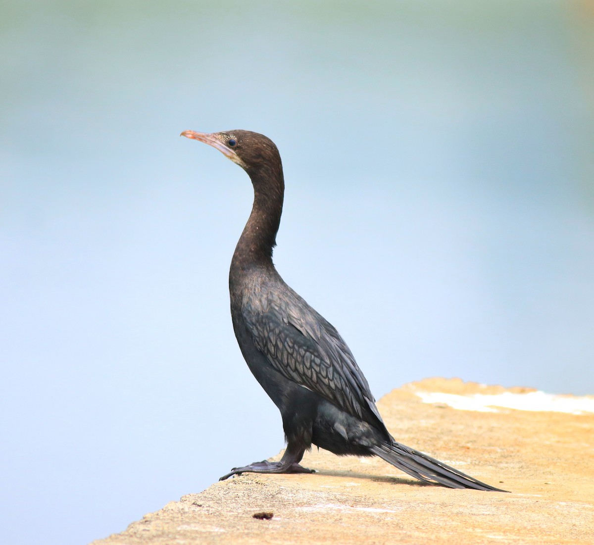 Little Cormorant - Afsar Nayakkan