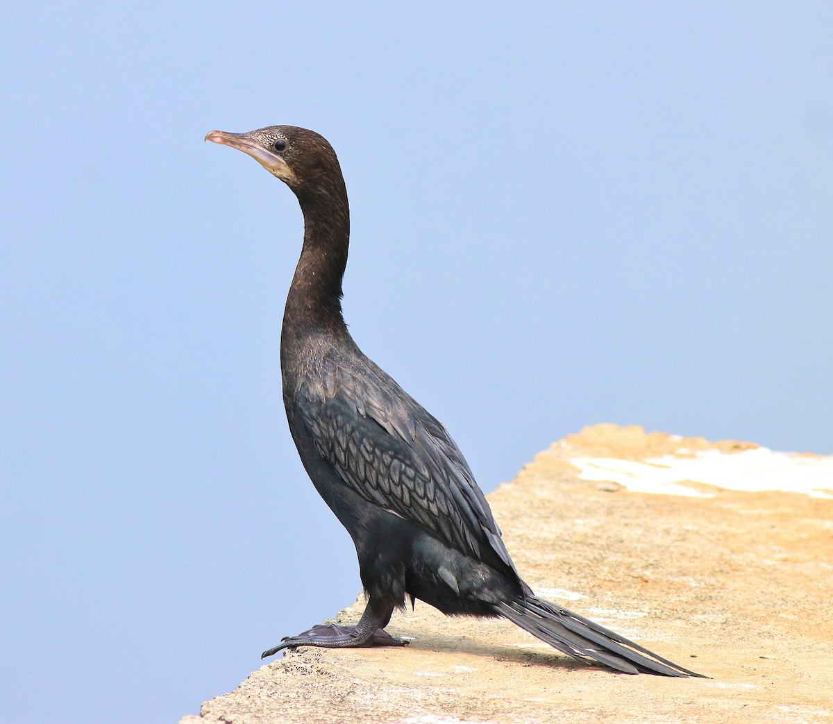 Little Cormorant - Afsar Nayakkan