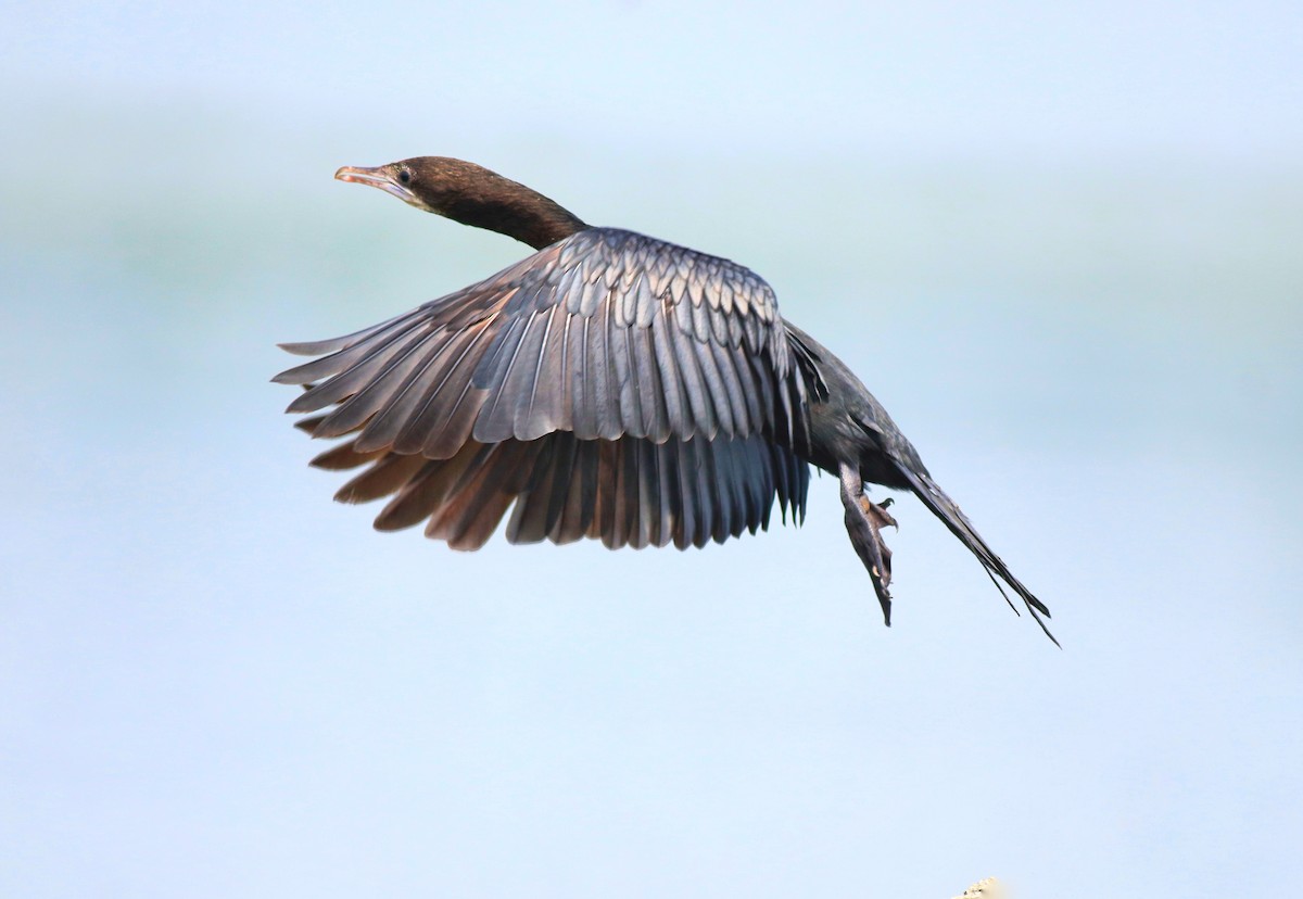 Little Cormorant - Afsar Nayakkan