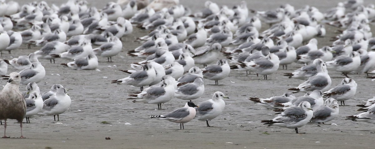 Mouette de Sabine - ML613592767