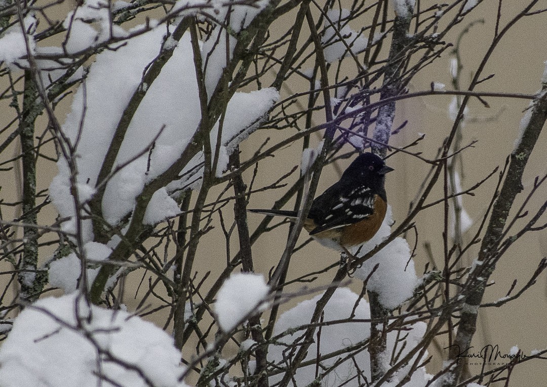 Spotted Towhee - Kari Monagle