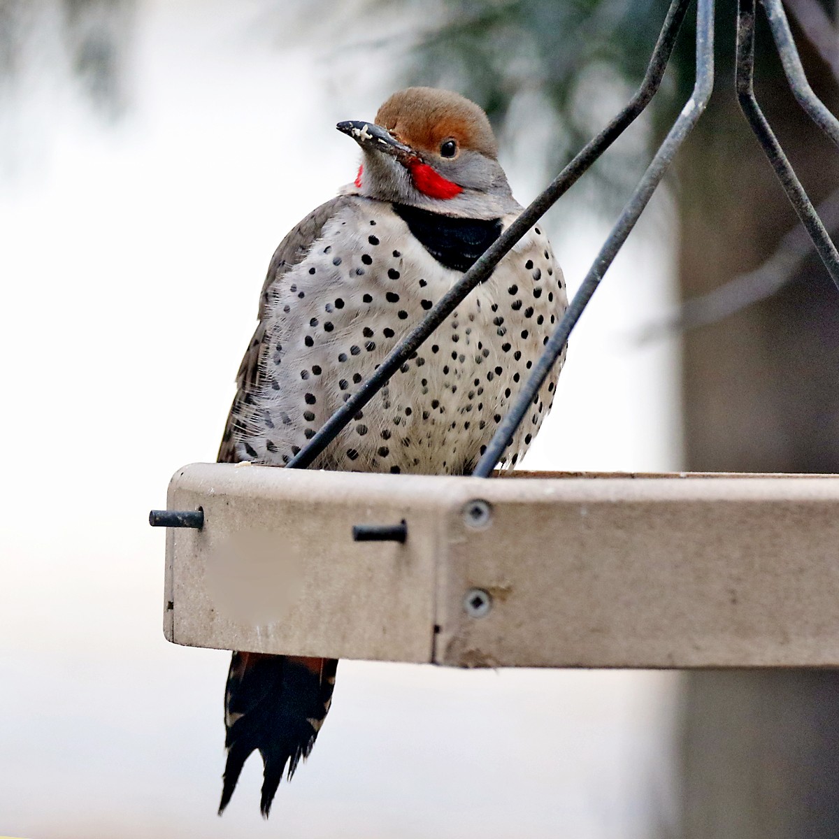 Northern Flicker (Red-shafted) - ML613592793