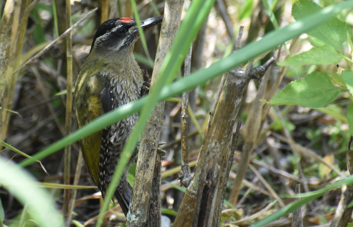 Streak-throated Woodpecker - ML613592809