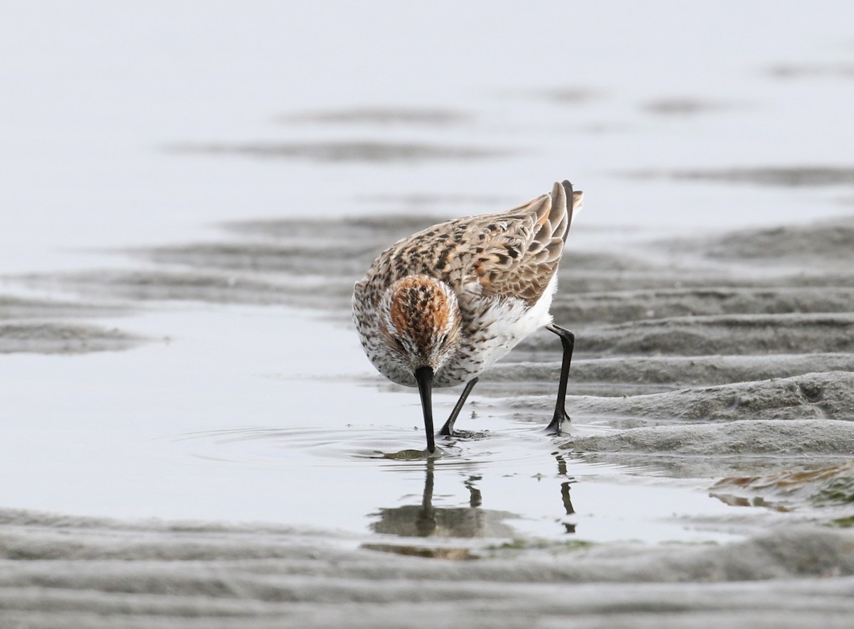 Western Sandpiper - ML613592810