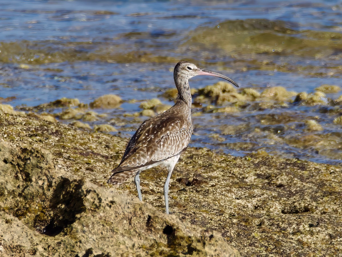 Whimbrel - ML613592888