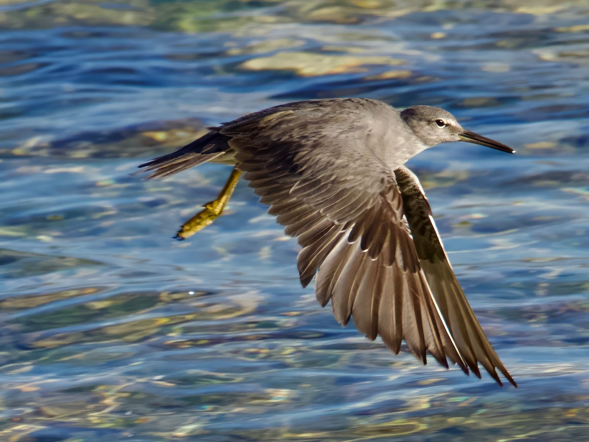 Wandering Tattler - ML613592924