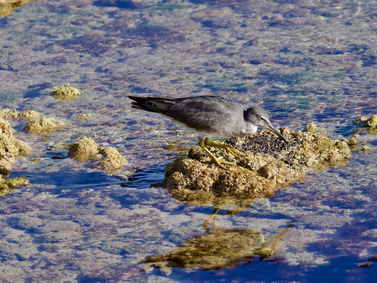 Wandering Tattler - ML613592925