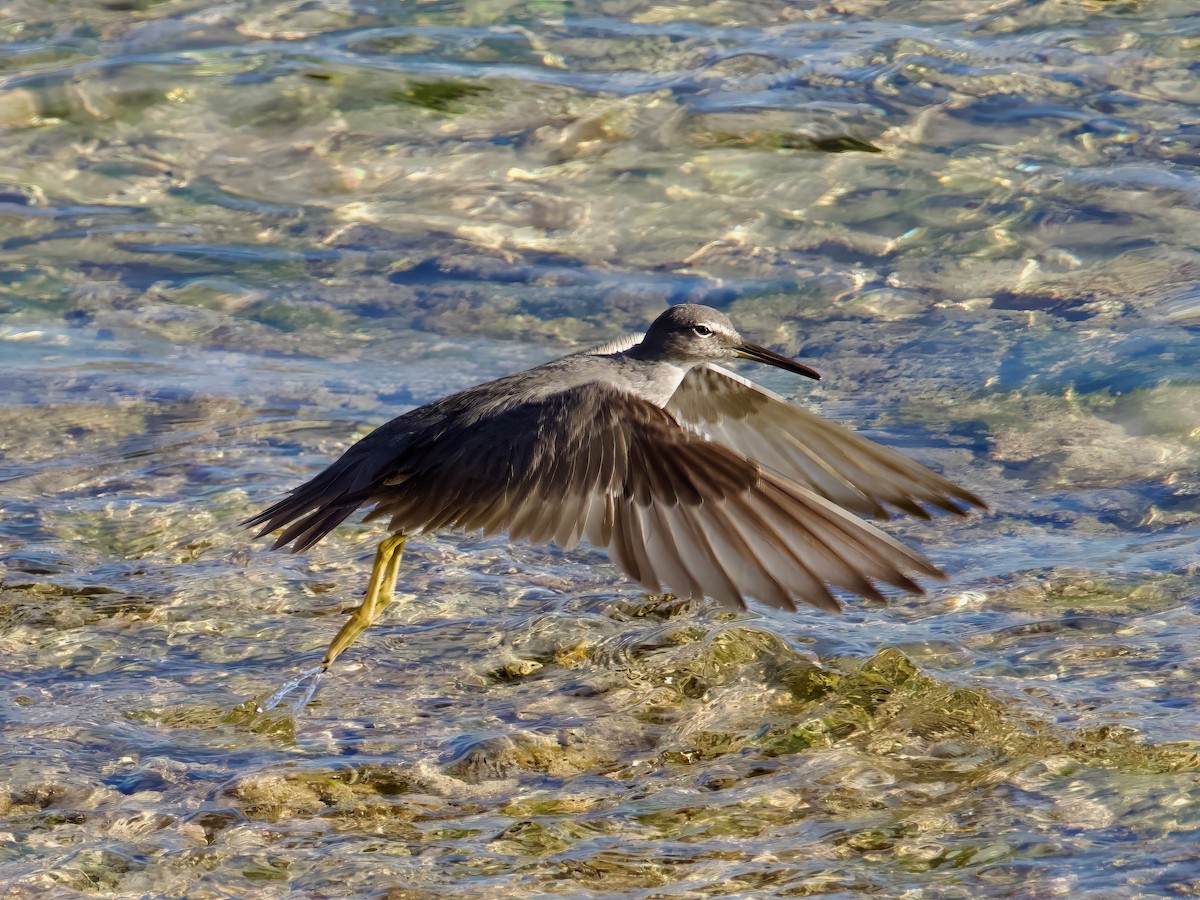 Wandering Tattler - ML613592926