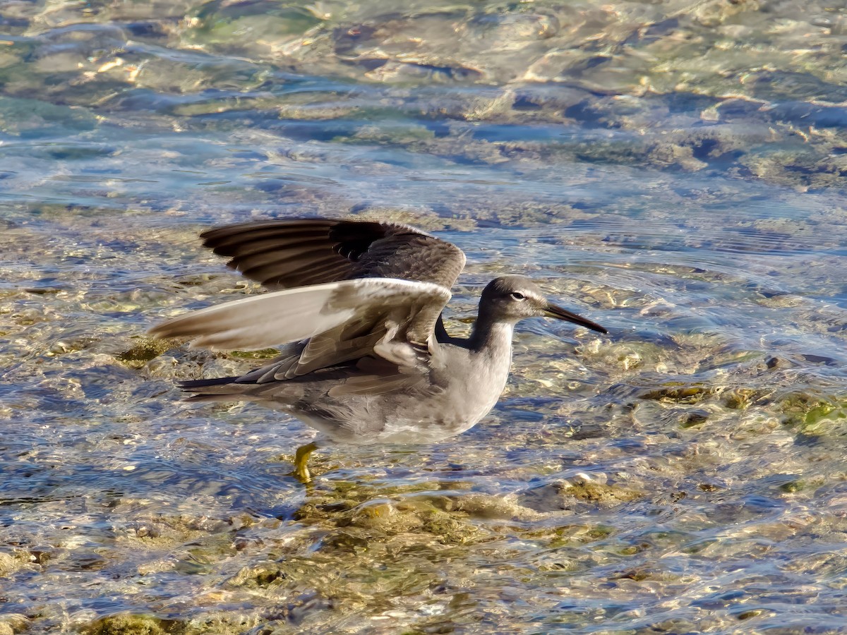 Wandering Tattler - David Boyle