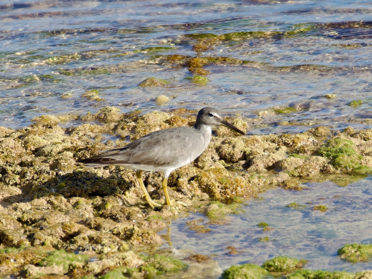 Wandering Tattler - ML613592928