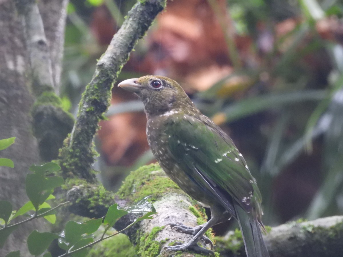 Green Catbird - Chanith Wijeratne