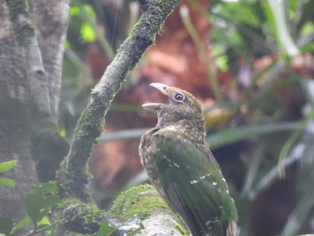 Green Catbird - Chanith Wijeratne