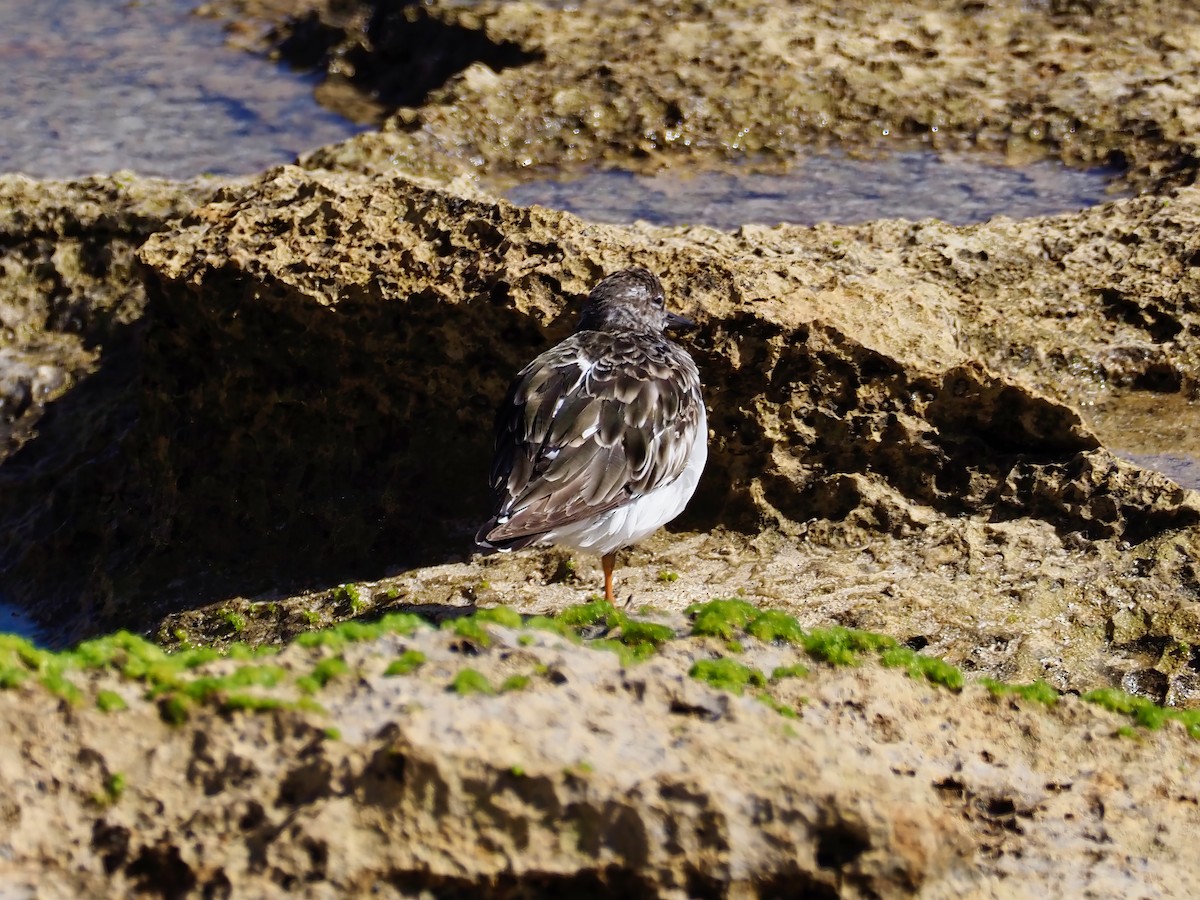 Ruddy Turnstone - ML613593068