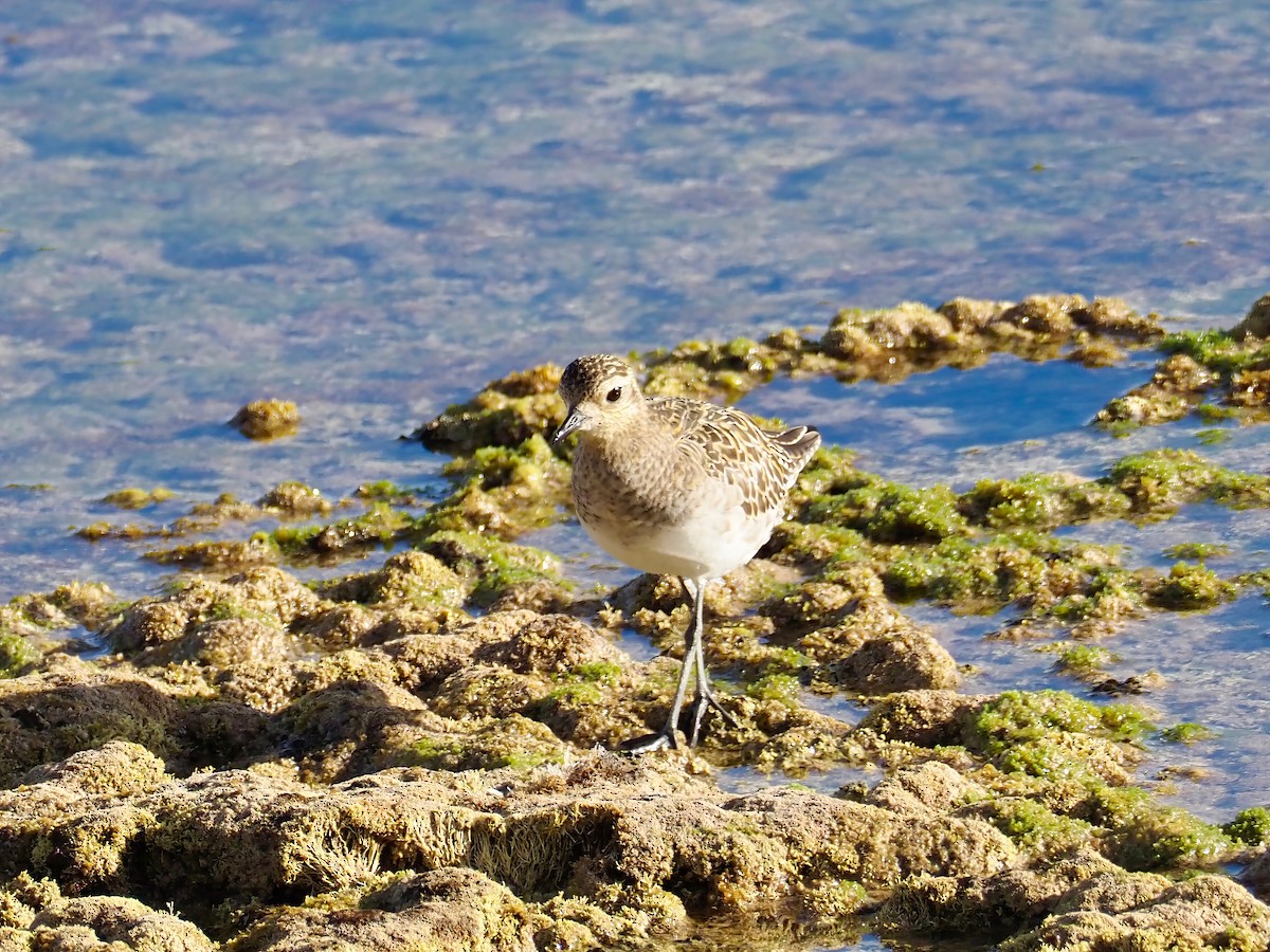 Pacific Golden-Plover - ML613593099