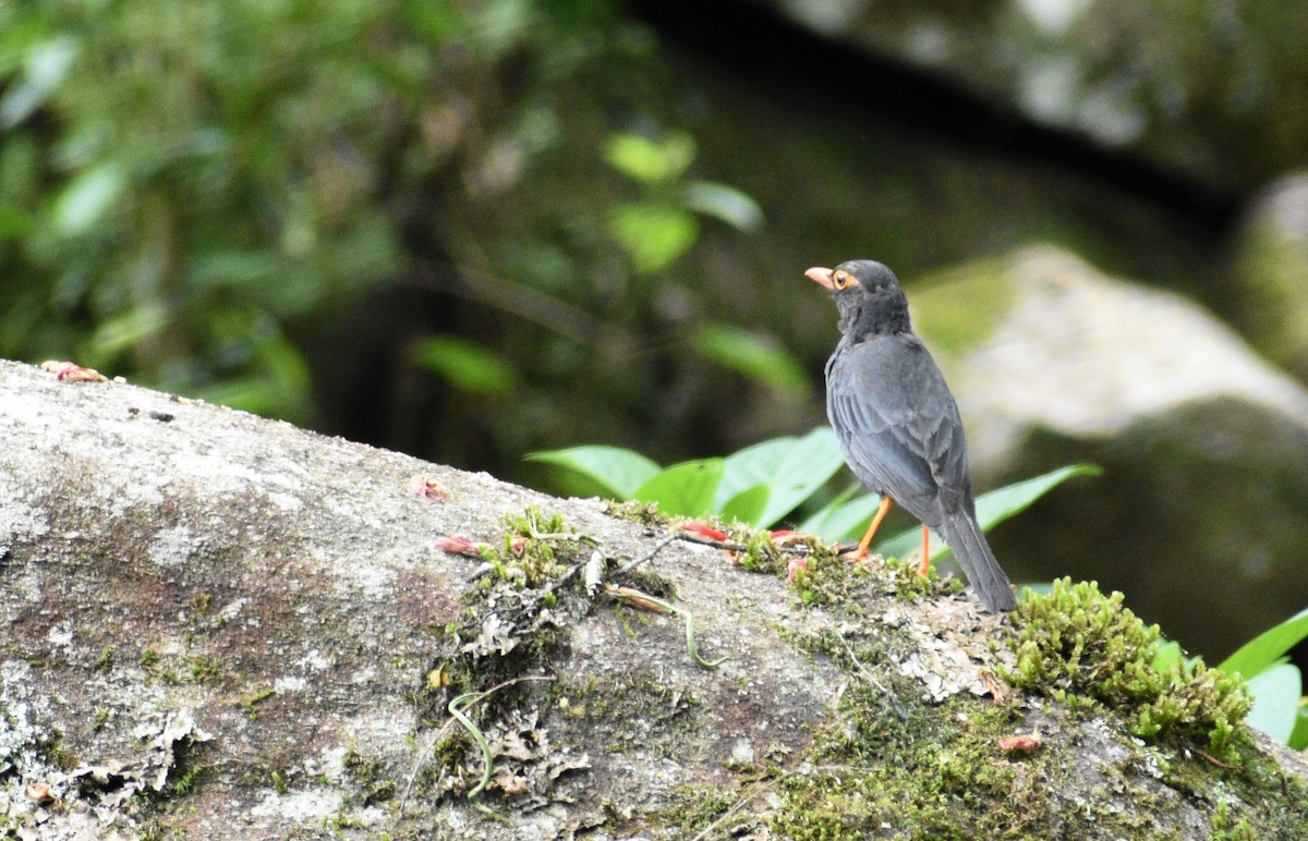 Indian Blackbird - ML613593164