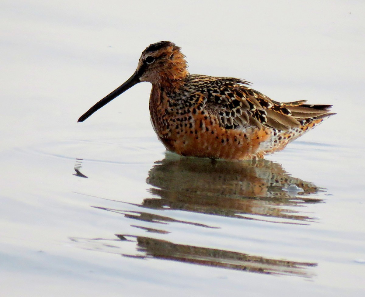 Long-billed Dowitcher - ML613593251
