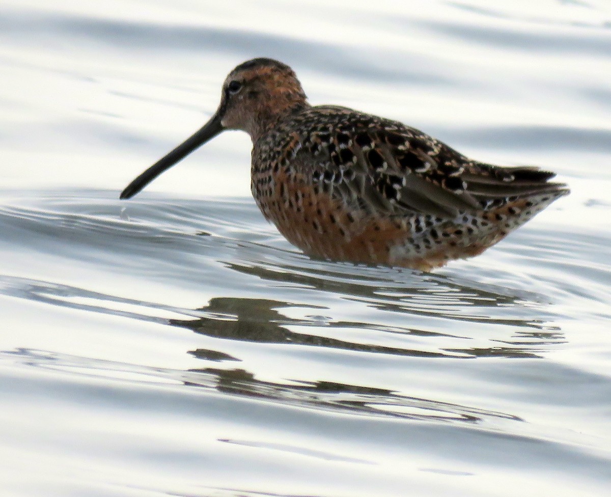 Long-billed Dowitcher - ML613593255