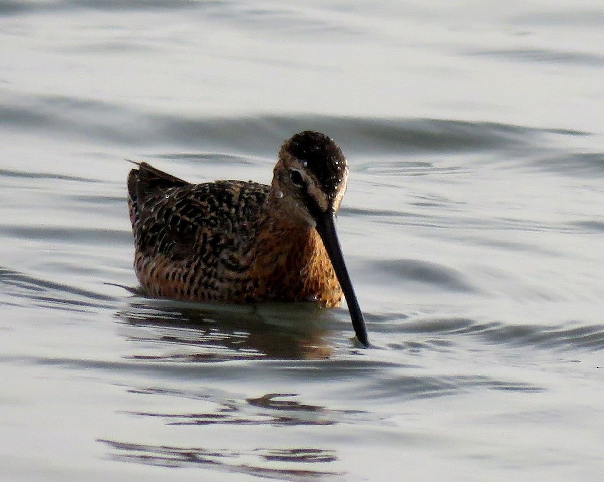 Long-billed Dowitcher - ML613593259