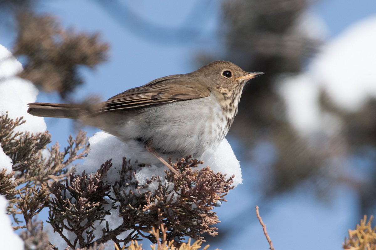 Hermit Thrush - ML613593307