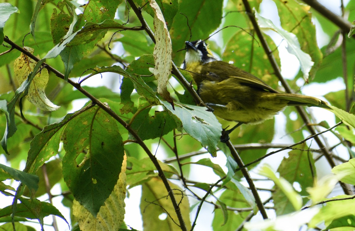 Yellow-eared Bulbul - ML613593309