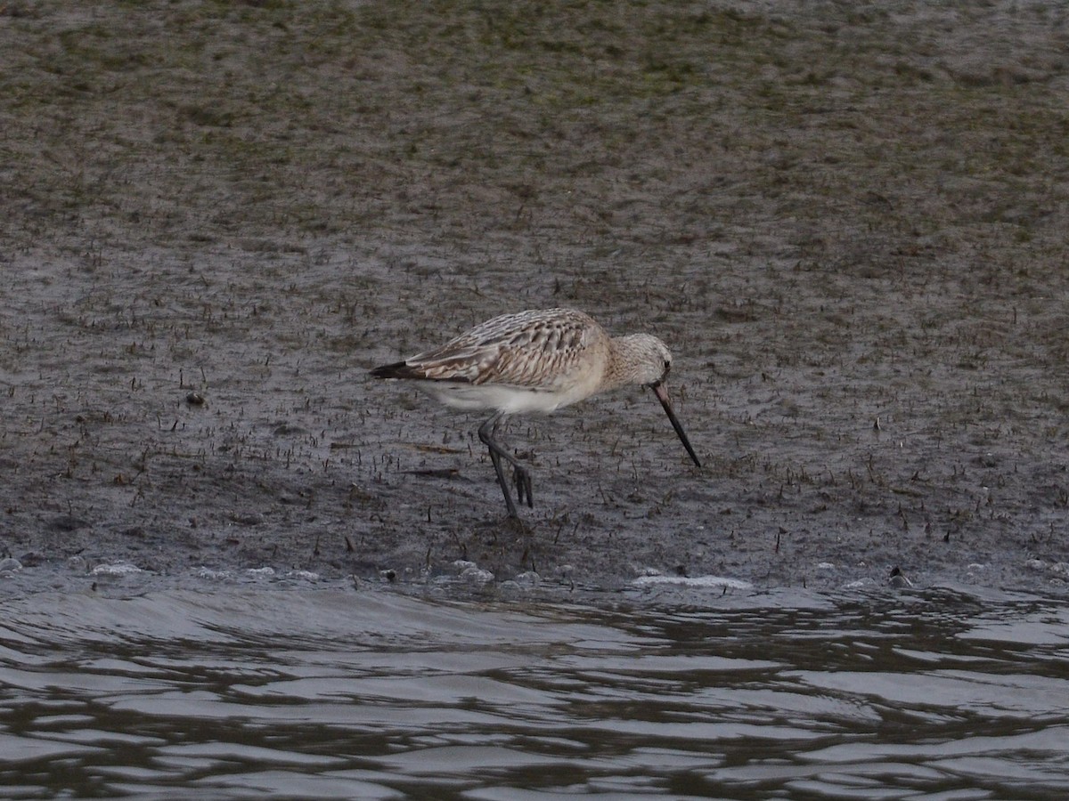 Bar-tailed Godwit - Hugo Lousa