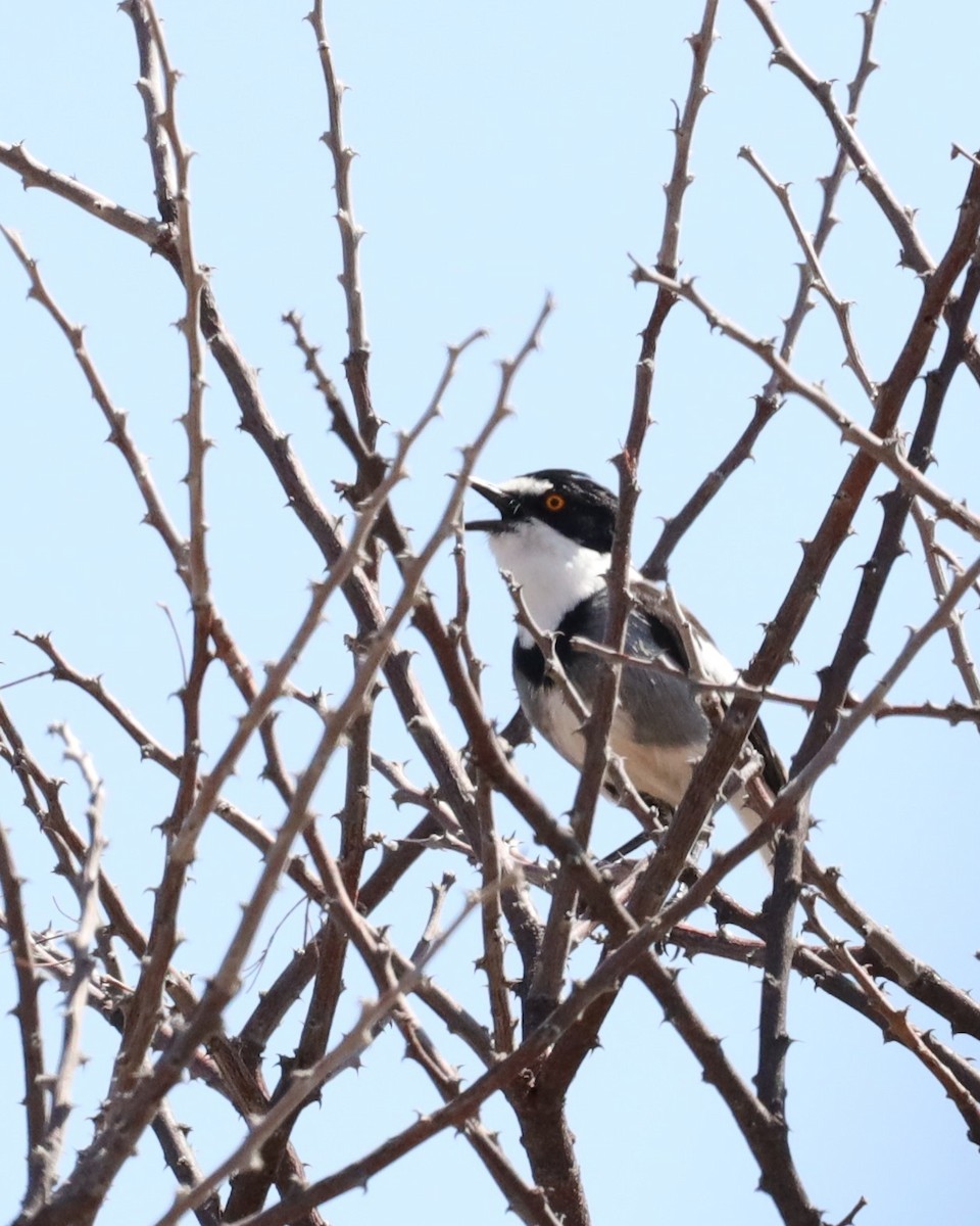 White-tailed Shrike - ML613593319