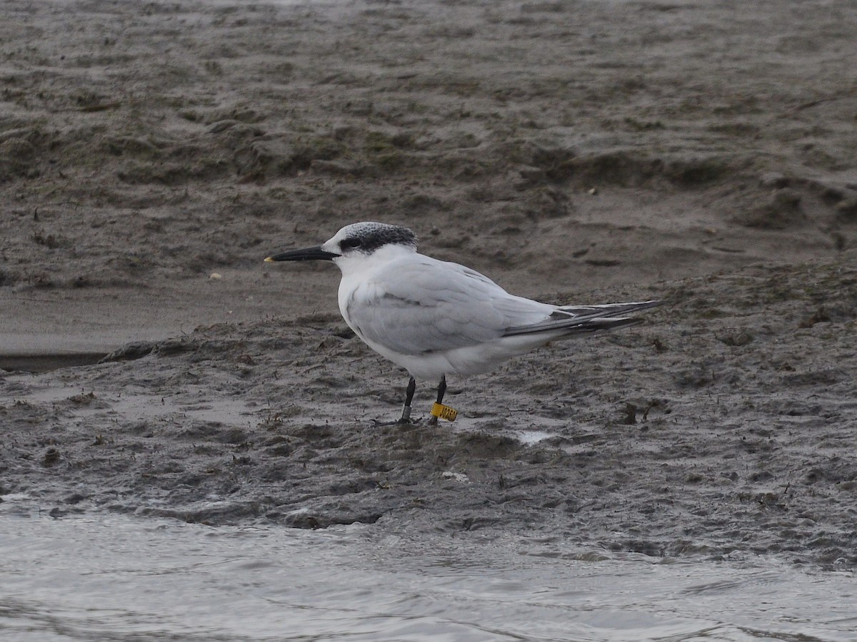 Sandwich Tern - ML613593331