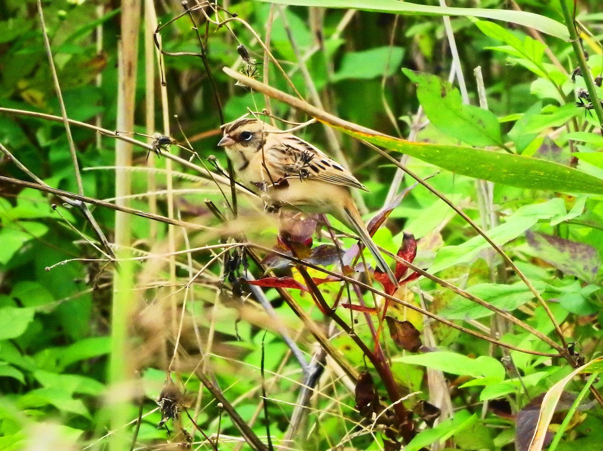 Ochre-rumped Bunting - ML613593363