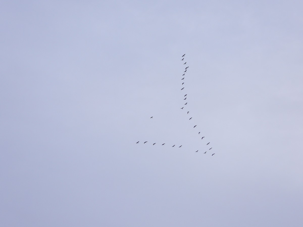 Sandhill Crane - ML613593383