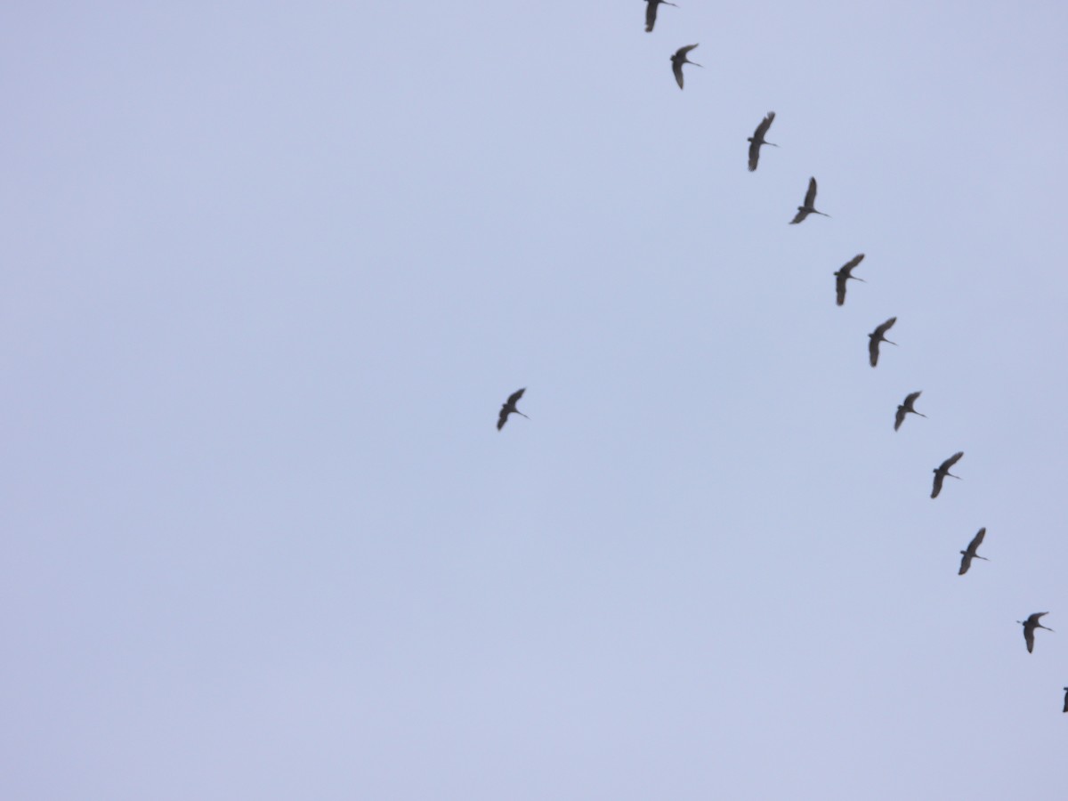 Sandhill Crane - ML613593393