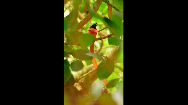 Indian Paradise-Flycatcher - ML613593411