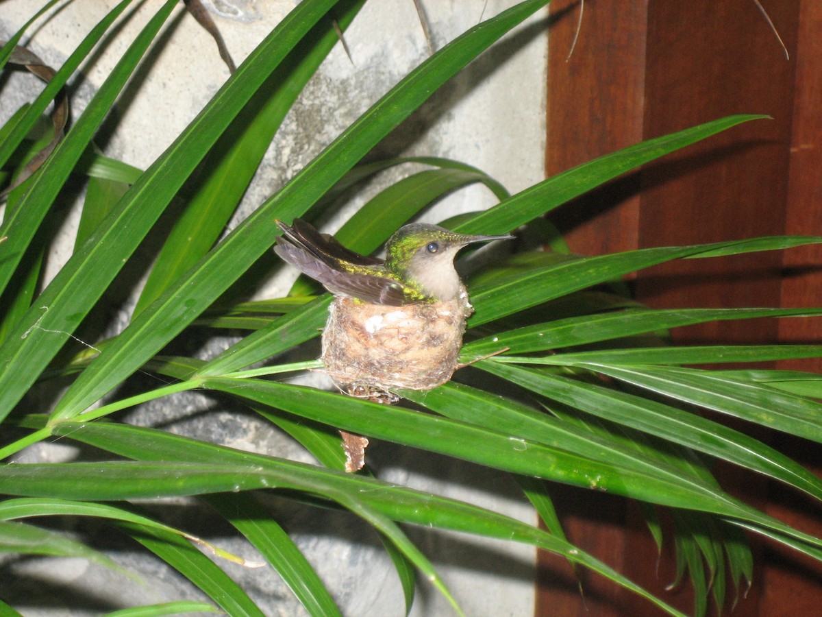 Antillean Crested Hummingbird - Lani Sherman