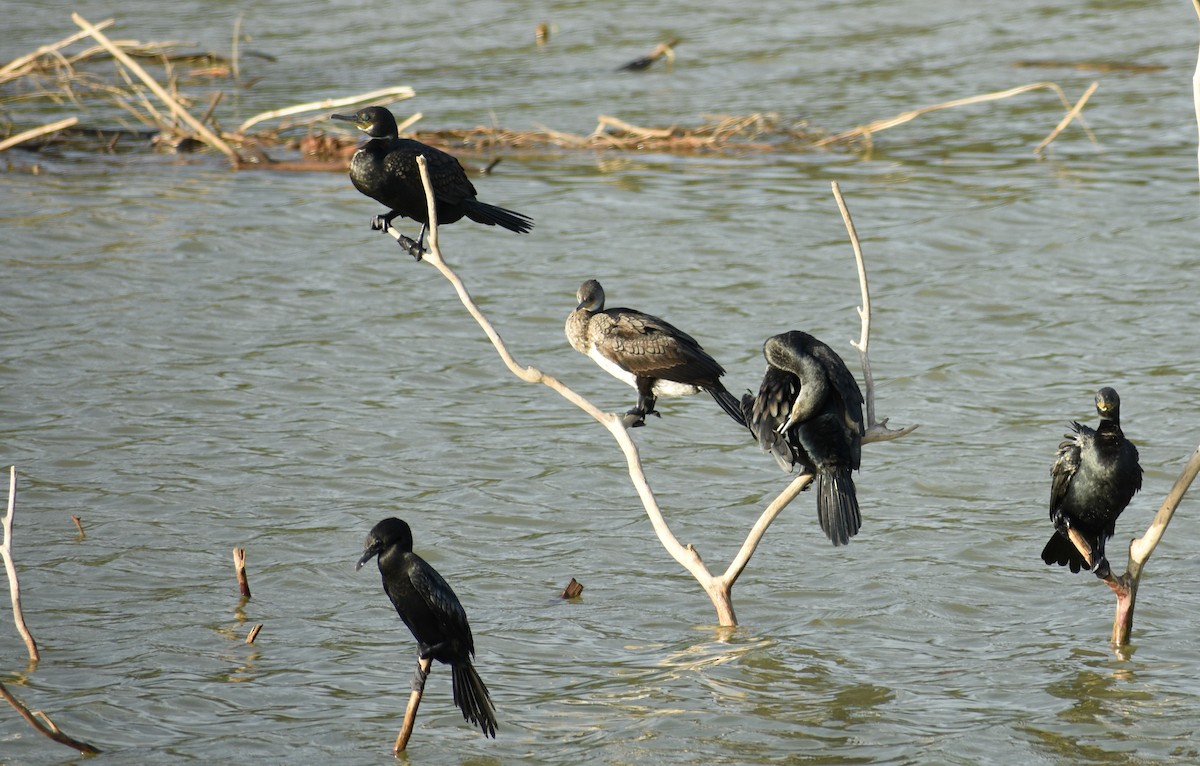 Great Cormorant - ML613593451