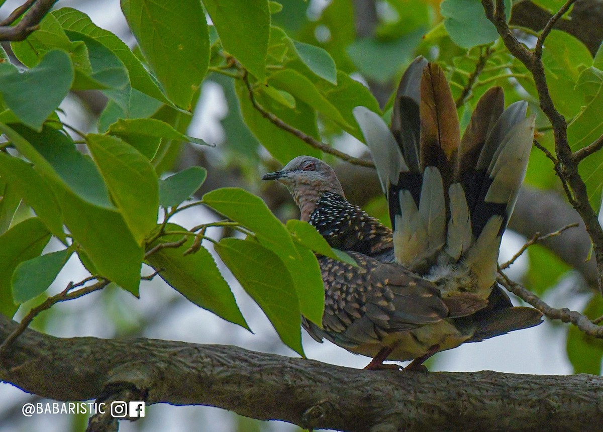 珠頸斑鳩 - ML613593453