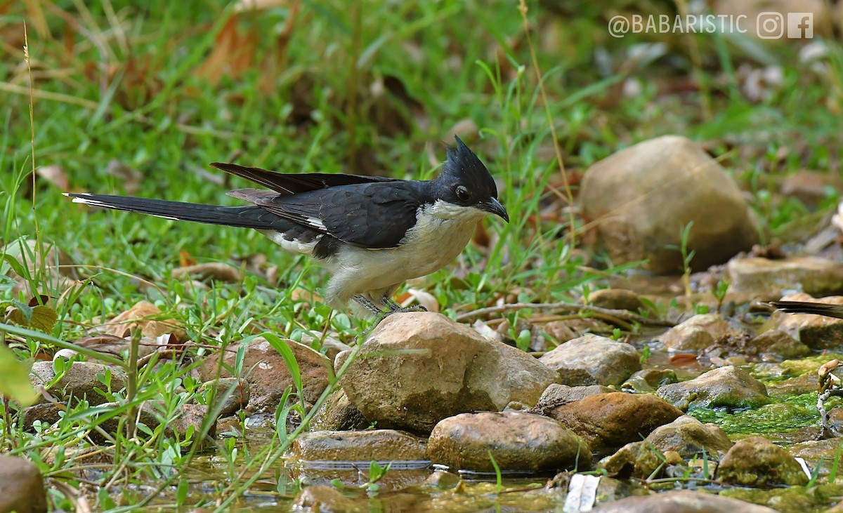 Pied Cuckoo - ML613593495