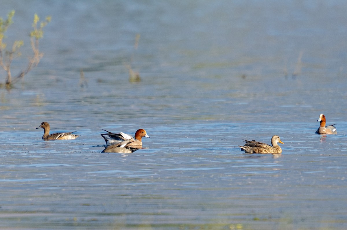 Common Pochard - ML613593539