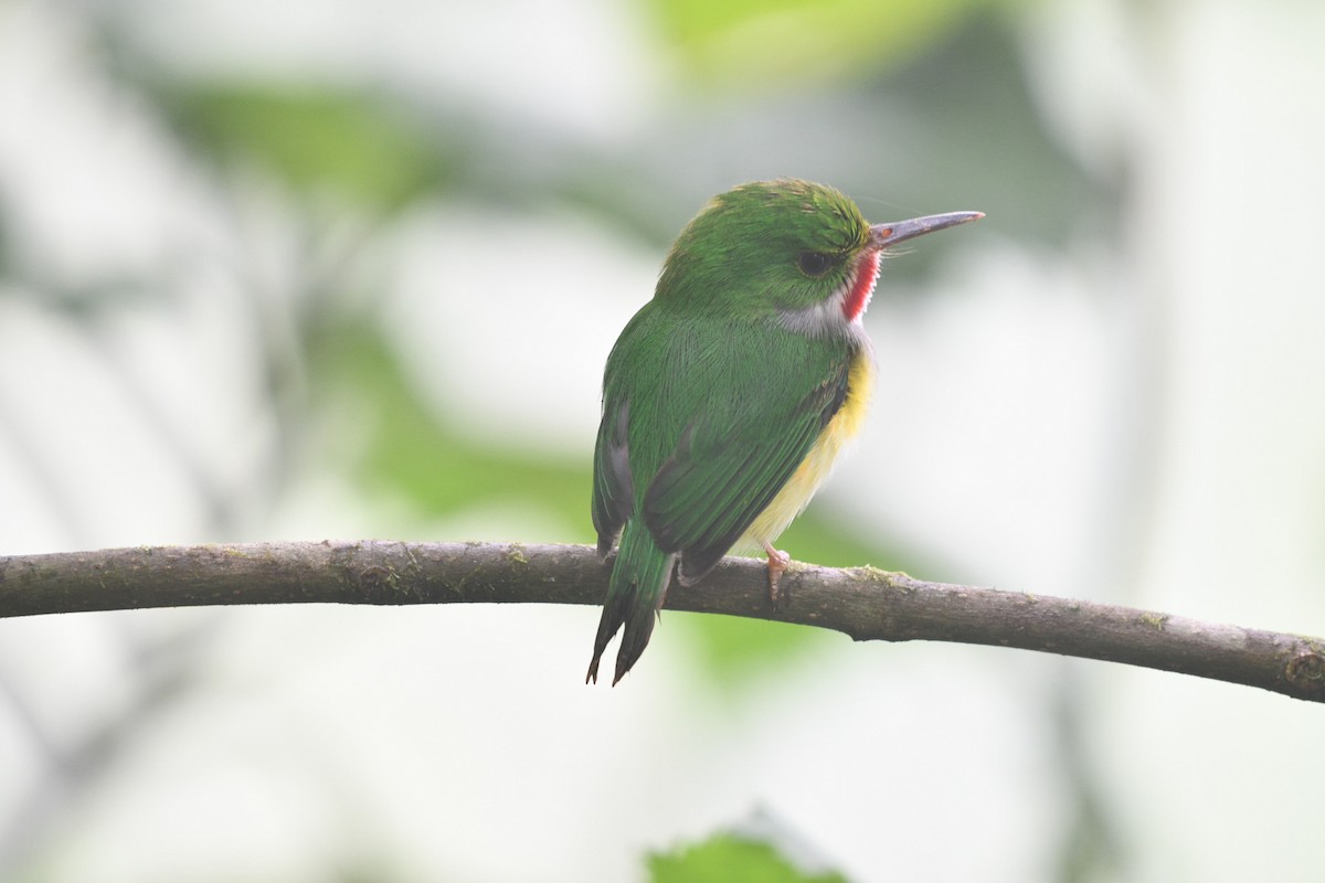 Puerto Rican Tody - Julian Campuzano Garrido