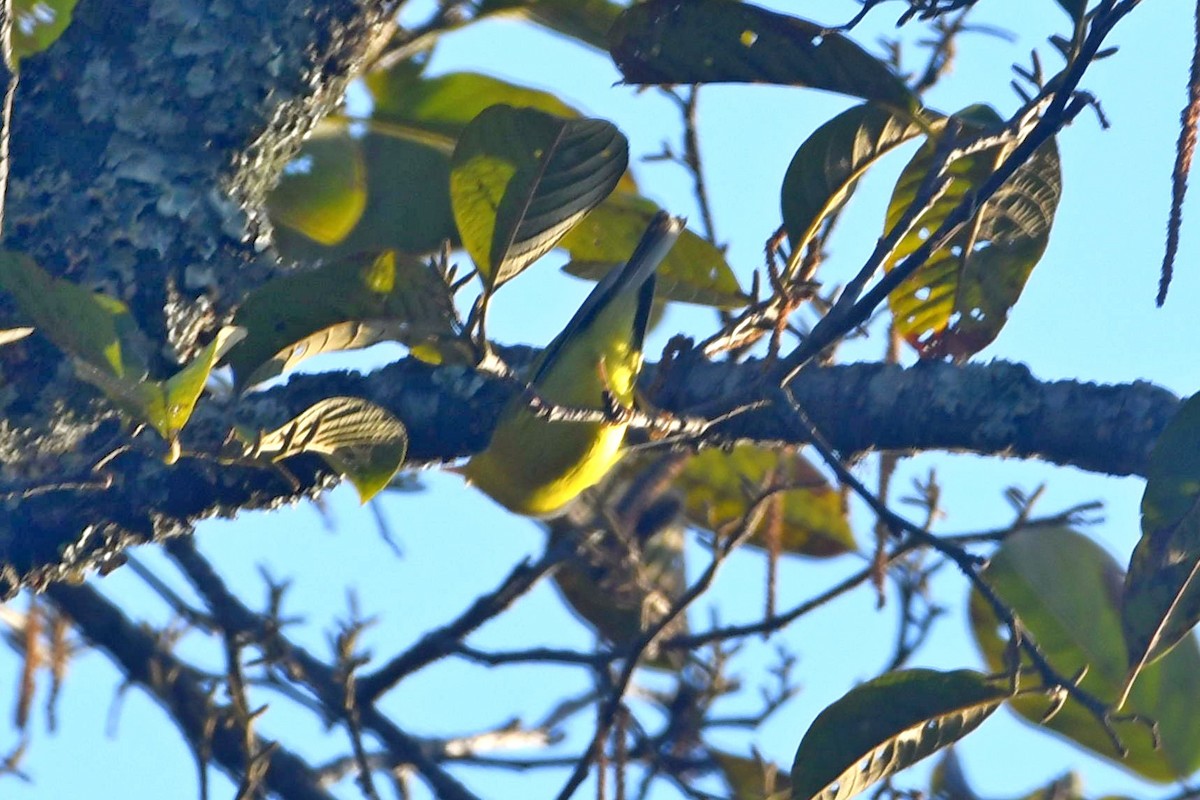 Gray-hooded Warbler - ML613593677