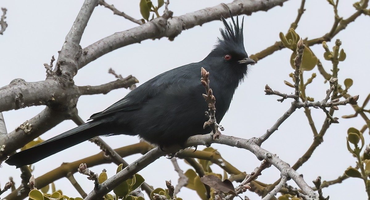 Phainopepla - Thomas Olson