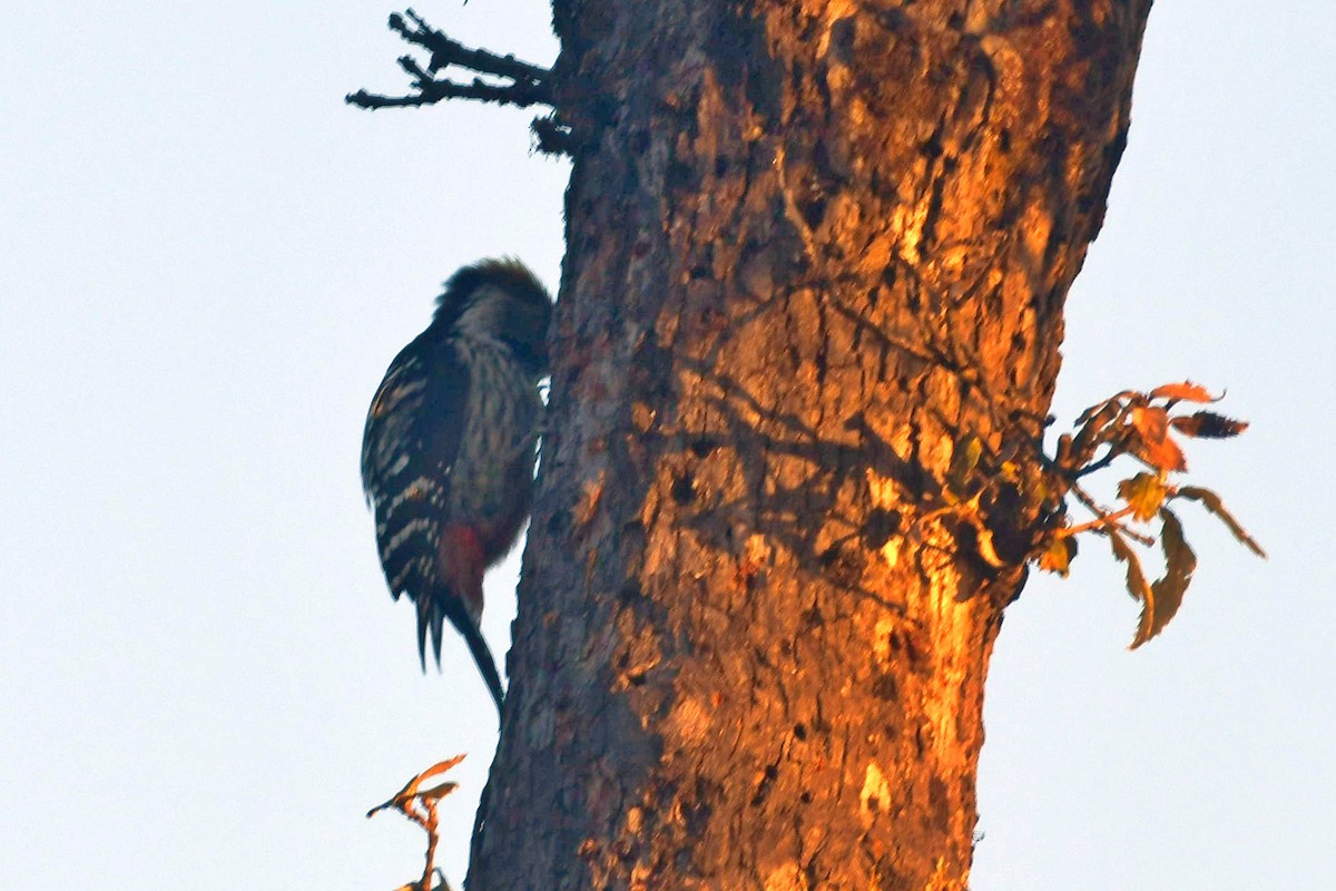 Brown-fronted Woodpecker - ML613593699