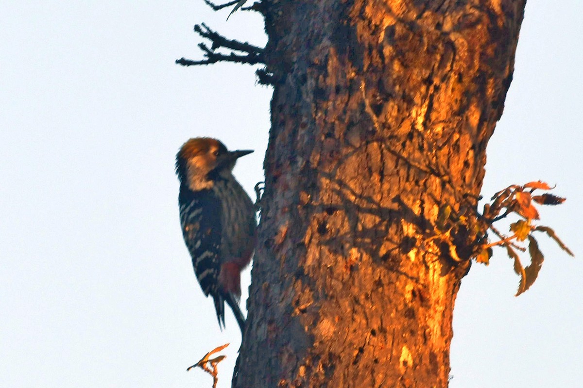 Brown-fronted Woodpecker - ML613593700