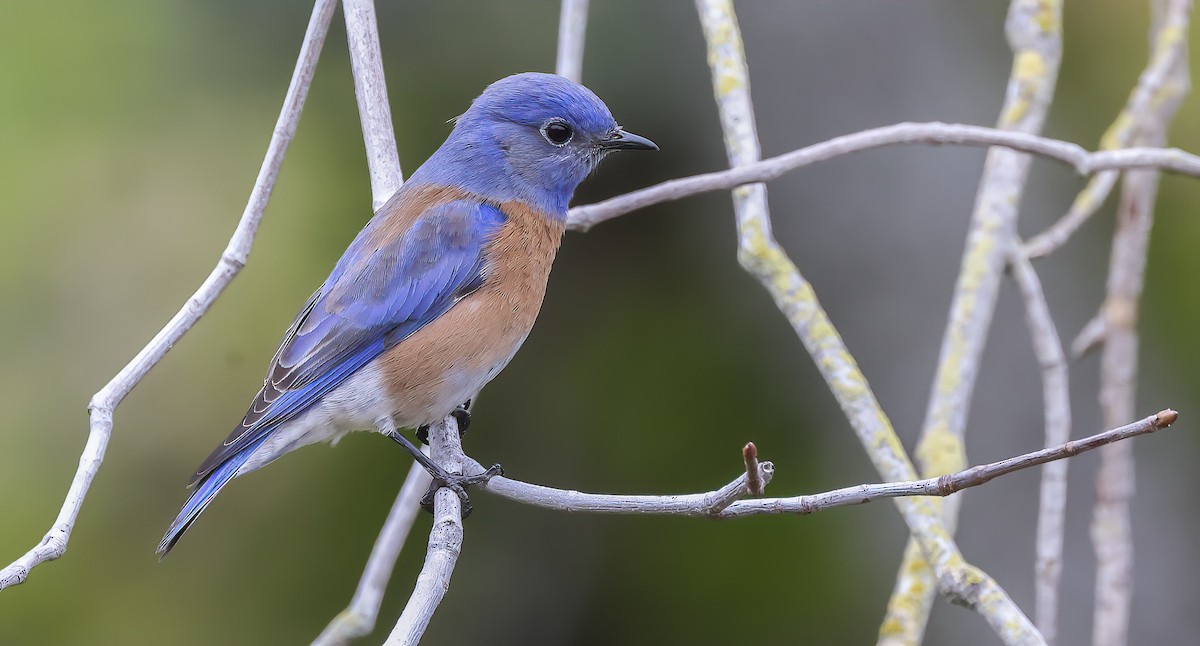 Western Bluebird - Thomas Olson